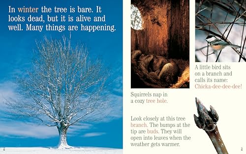 A Tree for All Seasons (Rise and Shine)