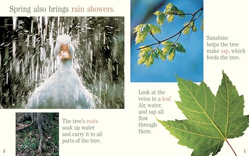 A Tree for All Seasons (Rise and Shine)